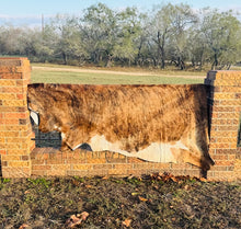 Extra Large Cowhide - Golden Brown Brindle