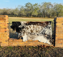 Large Cowhide - Dark Brown and White Longhorn